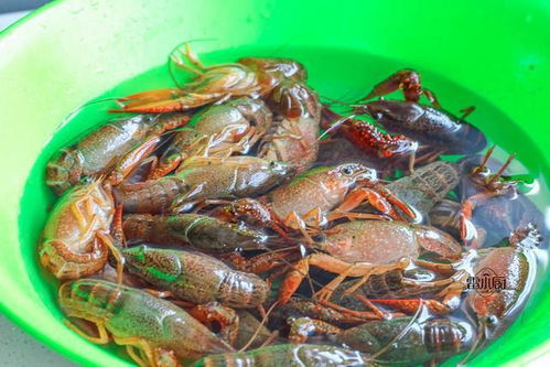 大排檔最火爆的美食,學(xué)會(huì)了自己做,花錢少,吃到飽 網(wǎng)易訂閱